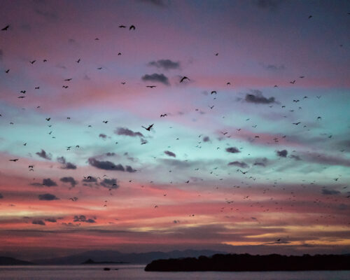 Bats -flyngfox Rinca island