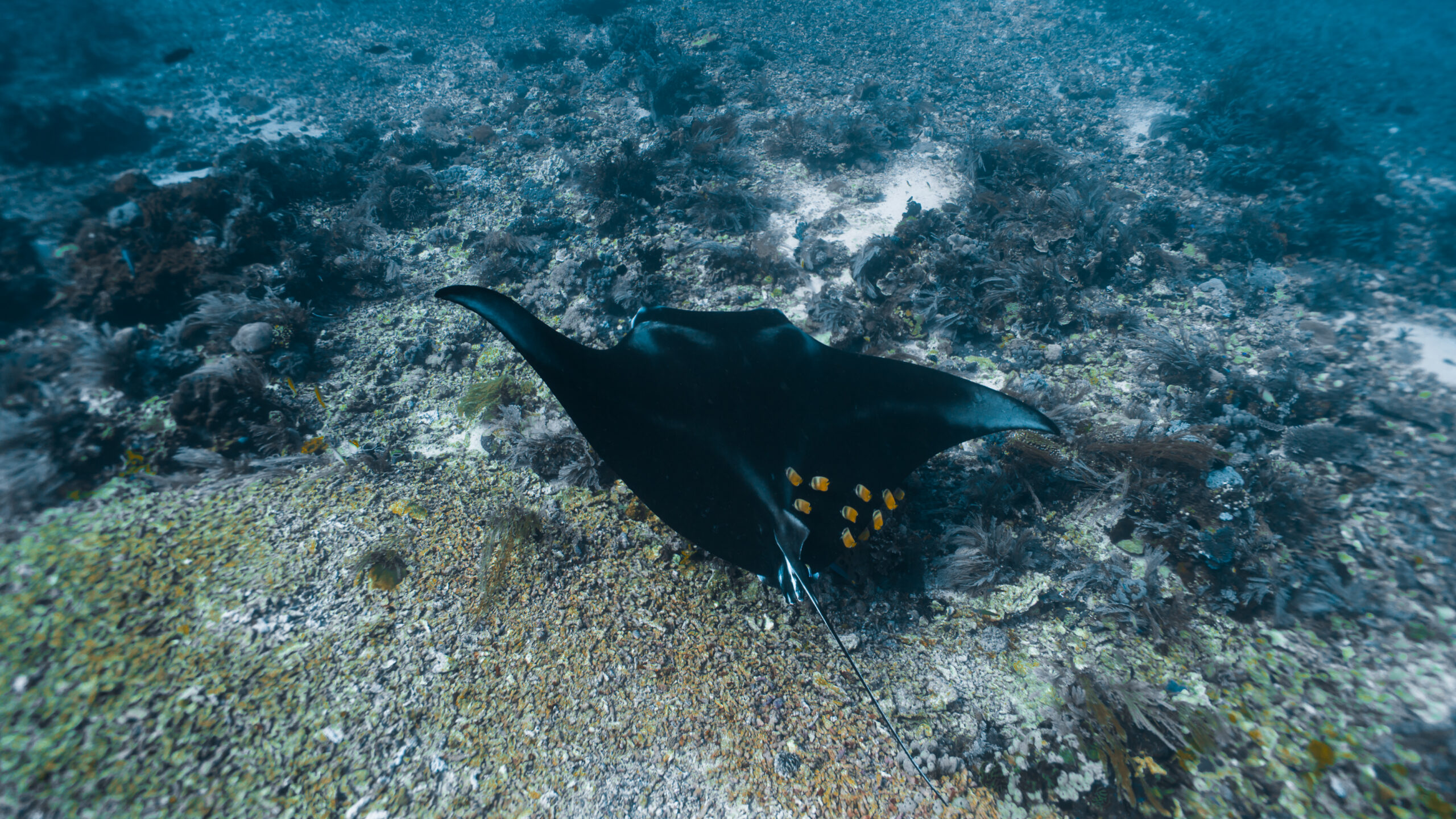 Manta Point -komodo national park