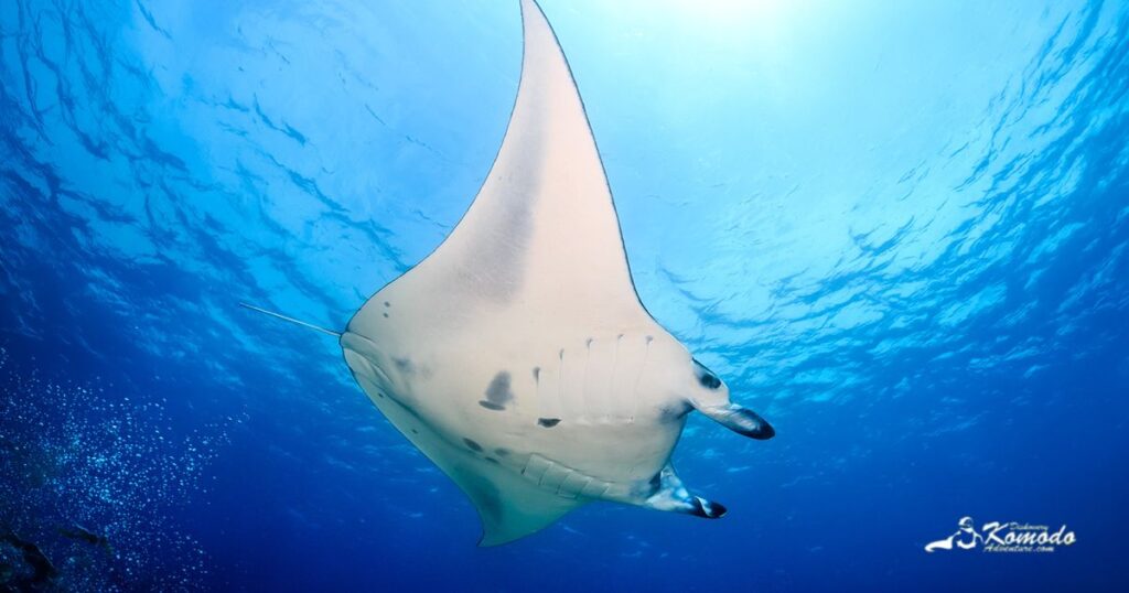 mantaray